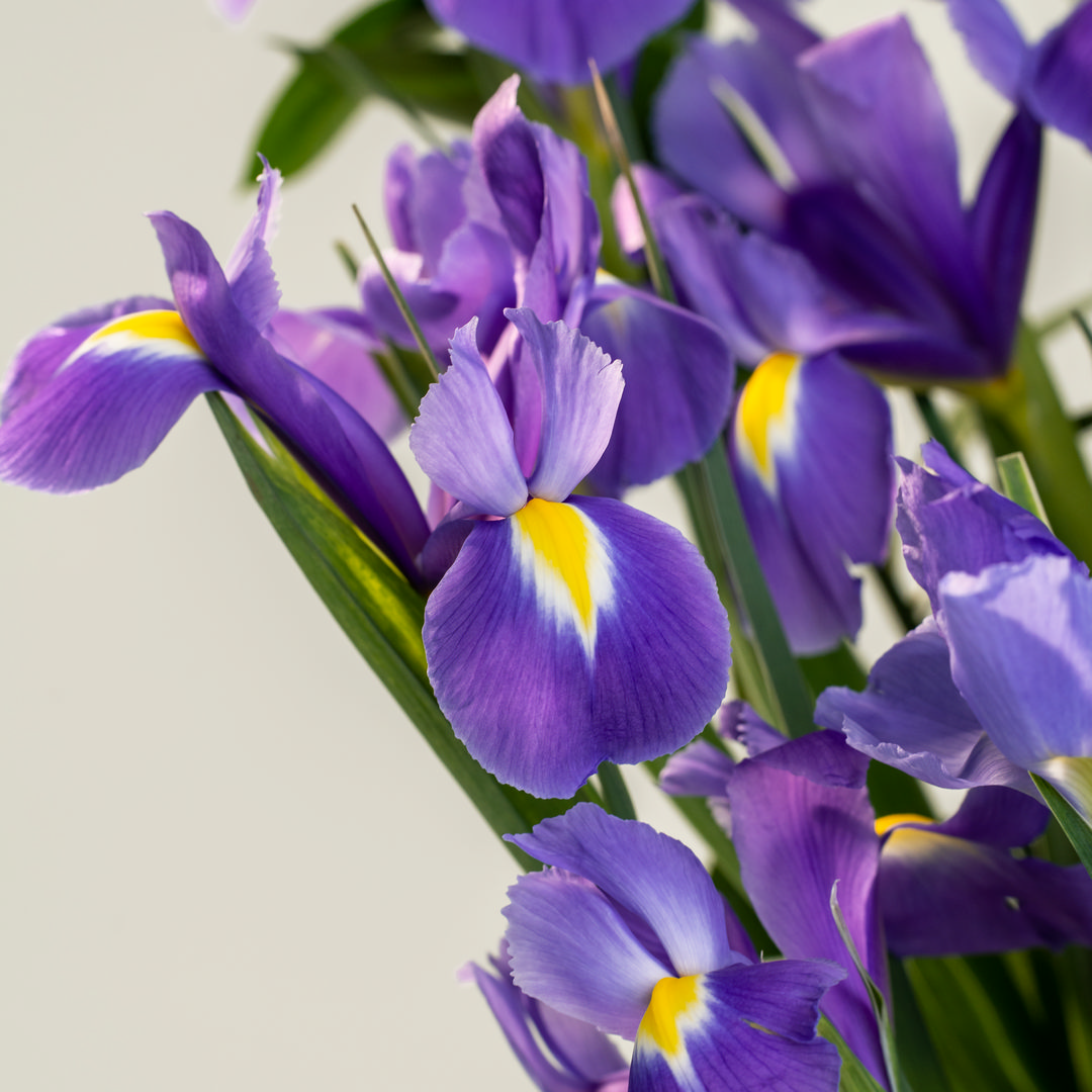 Mazzo-Iris-viola-sfumato-01