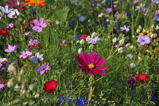 curiosita fiori