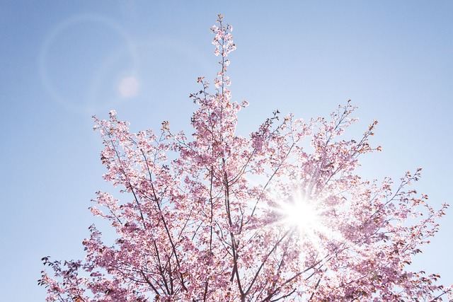 citazioni primavera