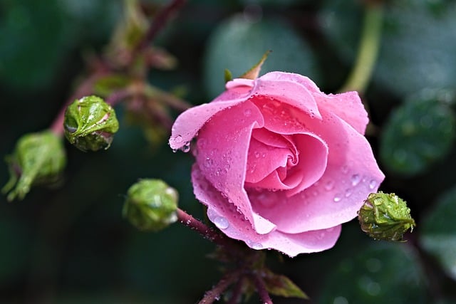 curiosità sulle rose