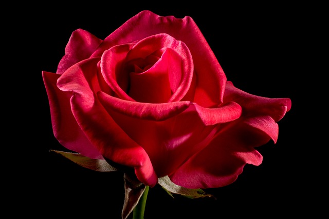 significato rose rosse