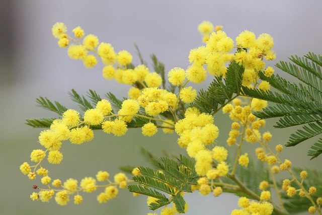 Pianta di mimosa