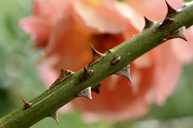 le rose hanno le spine