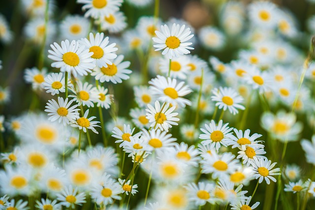 fiori piu romantici