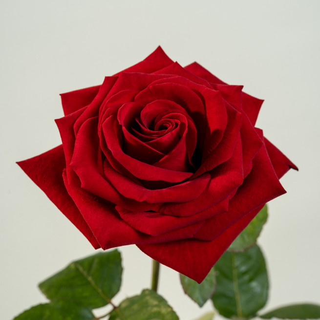 rose-rosse-a-scelta (2)