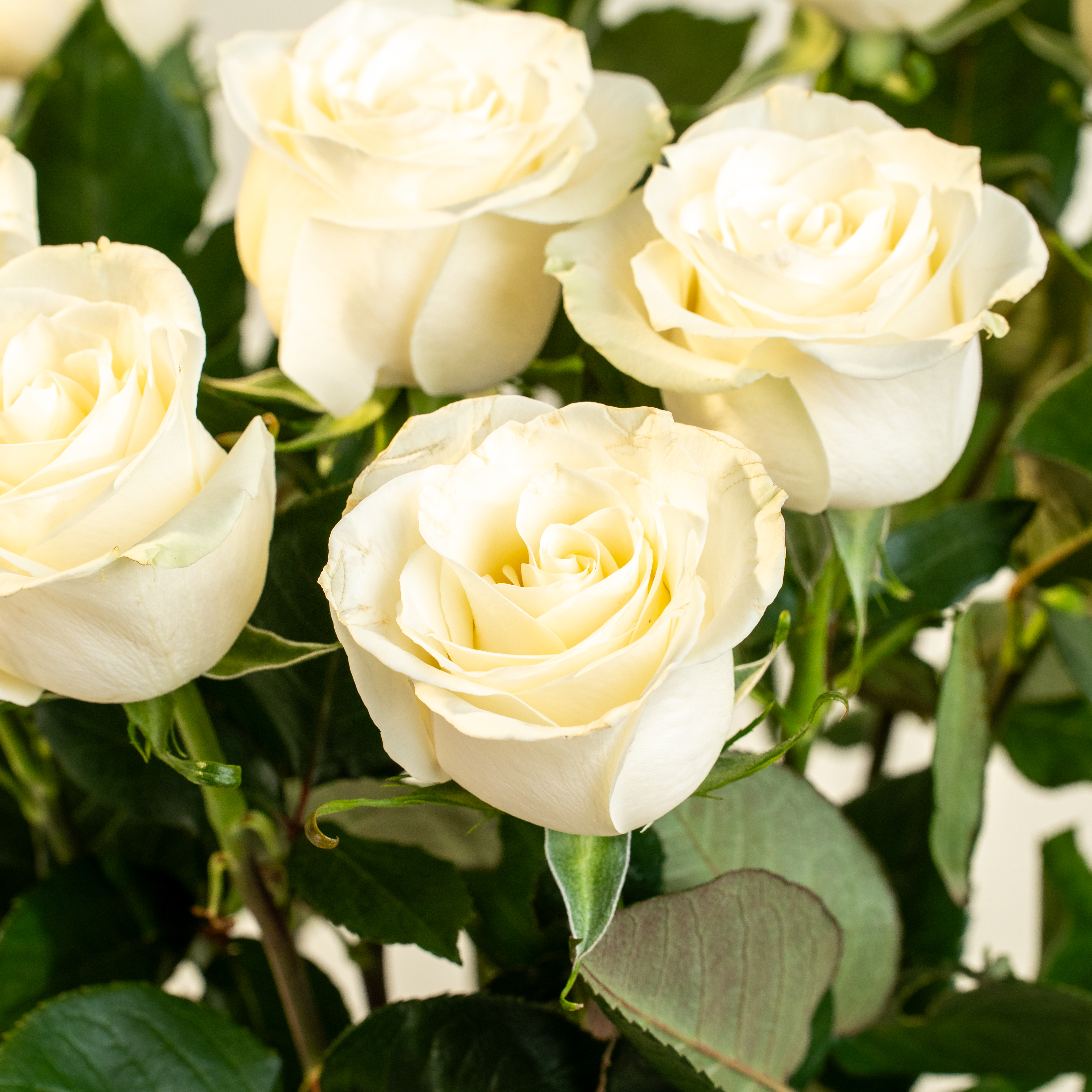 Mazzo di rose bianche