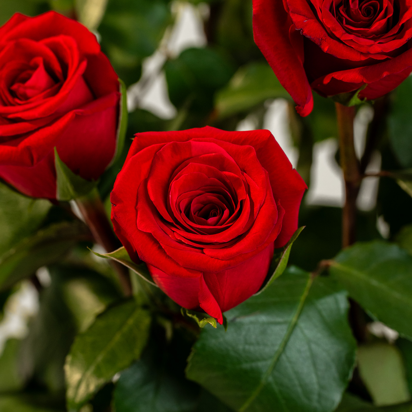 efiori-dozzina-di-Rose-Rosse-01