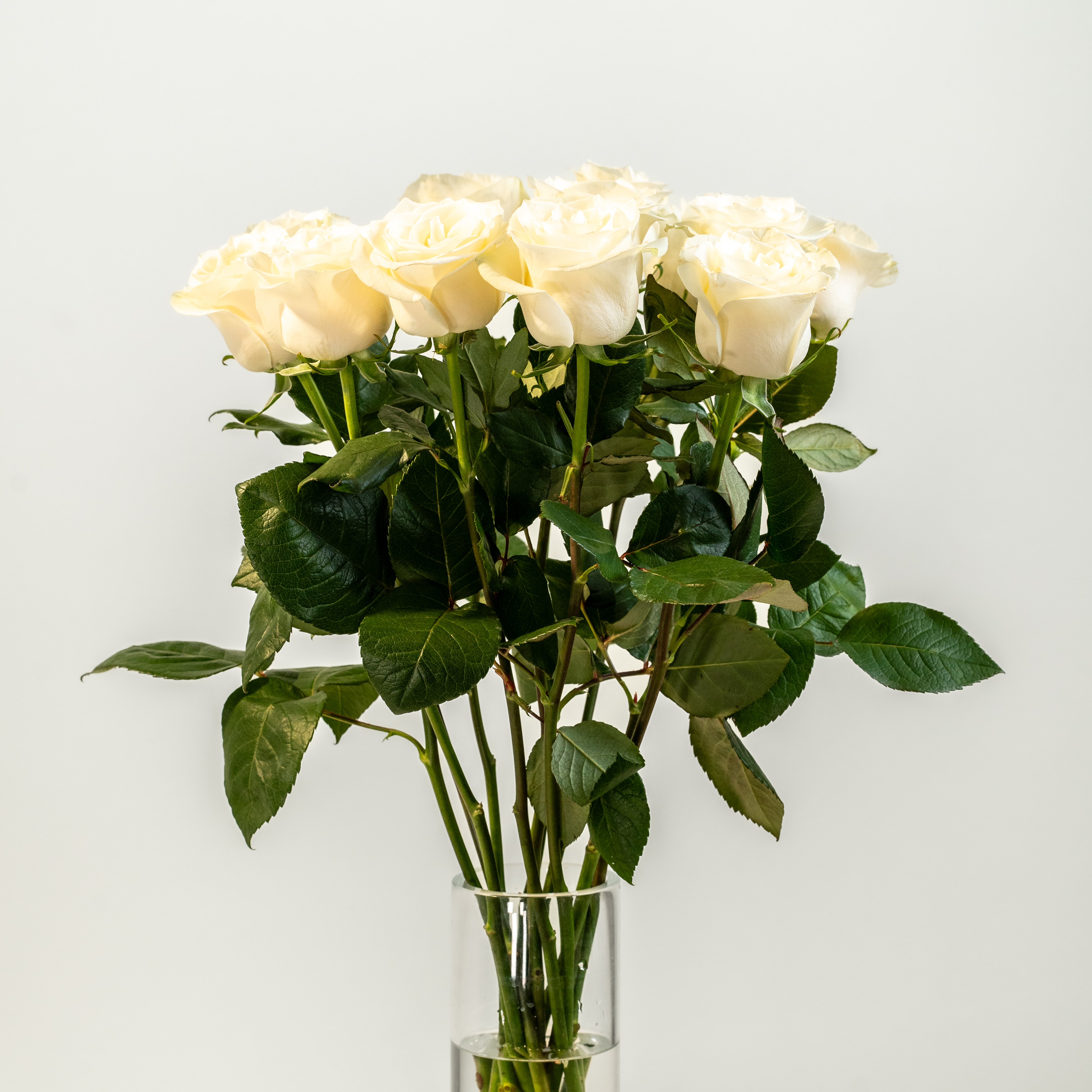 efiori-Dozzina-di-rose-bianche-01