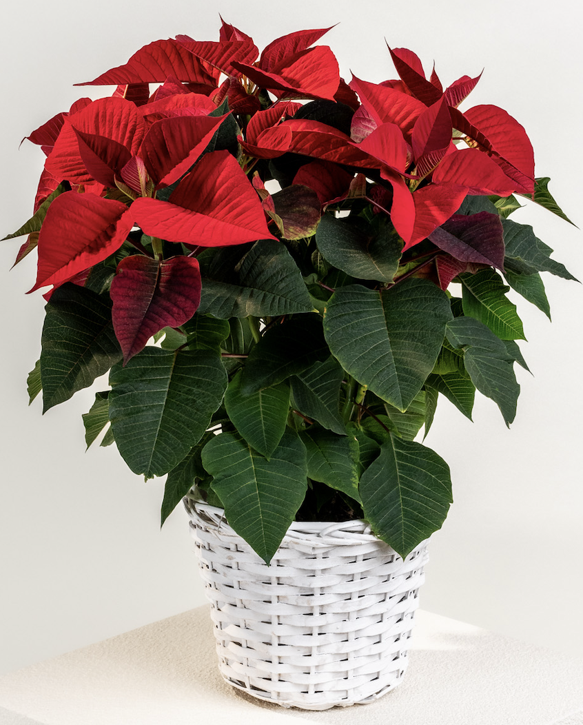 stella di natale - Amazon