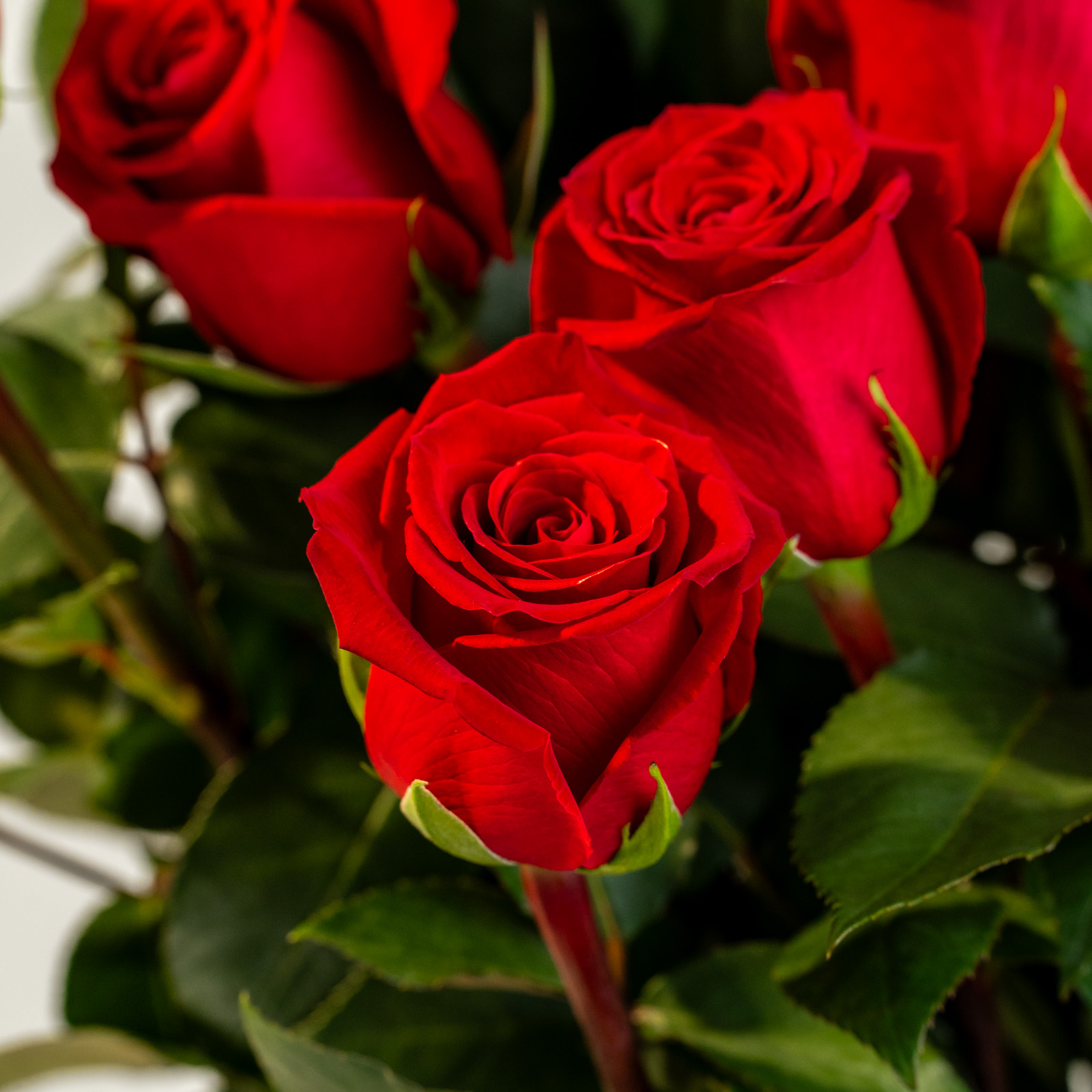 24-rose-rosse-04